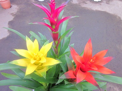 グズマニア 寄せ植え 白陶器鉢 観葉植物 鉢植え 販売 苗 苗木 送料無料 インテリア 贈り物 ギフト お誕生日 記念日 開店祝い Giosenglish Com