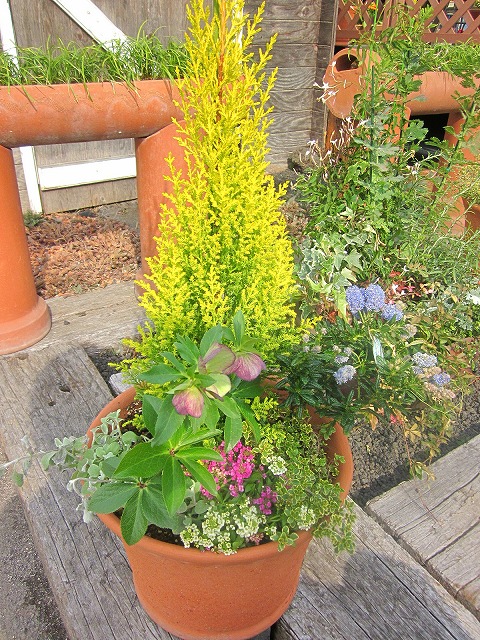 ゴールドクレスト 寄せ植え ギフト 素焼き陶器鉢 観葉植物 花 観葉植物 鉢植え 素焼き陶器鉢 販売 苗 苗木 送料無料 インテリア 贈り物 ギフト お誕生日 記念日 開店祝い ブルーミンググレイスゴールドクレスト 寄せ植え 素焼き陶器鉢 観葉植物 鉢植え 販売 苗 苗木 送料