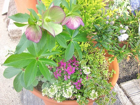 ゴールドクレスト 寄せ植え ギフト 素焼き陶器鉢 観葉植物 花 観葉植物 鉢植え 素焼き陶器鉢 販売 苗 苗木 送料無料 インテリア 贈り物 ギフト お誕生日 記念日 開店祝い ブルーミンググレイスゴールドクレスト 寄せ植え 素焼き陶器鉢 観葉植物 鉢植え 販売 苗 苗木 送料