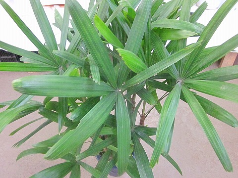 カンノンチク 8号 観音竹 観葉植物 鉢植え 販売 苗 苗木 鉢植え 送料無料 インテリア 贈り物 ギフト お誕生日 記念日 開店祝い Educaps Com Br