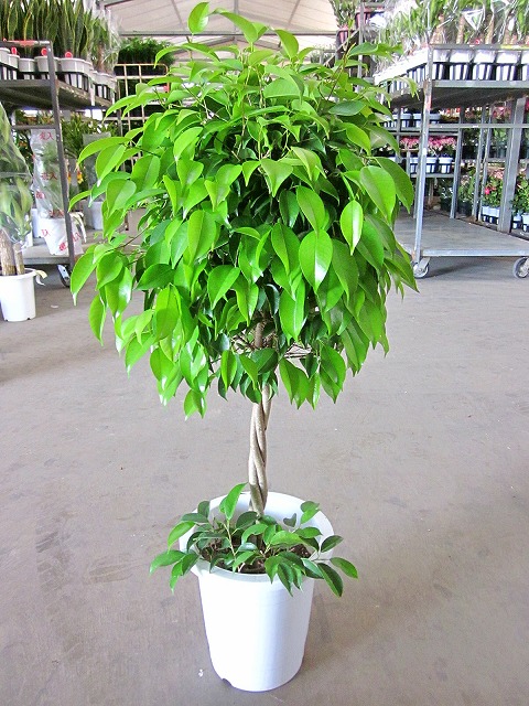 ベンジャミン 照明ランプ 観葉草木 鉢植え ベンジャミナ シダレガジュマル ベンジャミンゴム 売りわたす 貨物輸送無料 室内装飾 差し上げ物 差し上げ物 お生まれ落ちる日 不死化日 開店お祝い 観葉植物-花・ガーデン・DIY