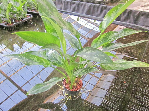 楽天市場 水耕栽培 苗 アグラオネマ マリア ミドル 水耕栽培 ハイドロカルチャー 室内園芸 苗木 苗 観葉植物 インテリア ミニ 05p01mar15 ブルーミンググレイス