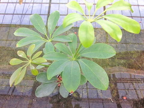 楽天市場 水耕栽培 苗 シェフレラ ホンコン カポック ミドル ハイドロカルチャー 室内園芸 苗木 苗 観葉植物 インテリア ミニ 05p01mar15 ブルーミンググレイス