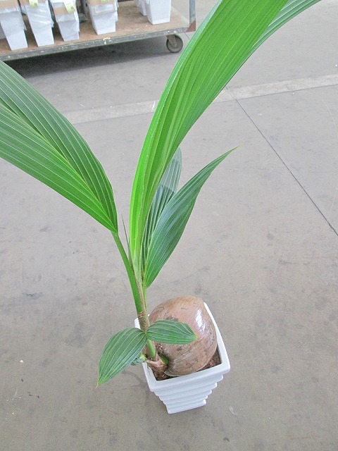 楽天市場 ココヤシ 7号 陶器鉢 ヤシの木 観葉植物 ヤシの実 ヤシノミ 送料無料 ココナツ 実 販売 通販 やしの木 椰子 Smtb S ブルーミンググレイス