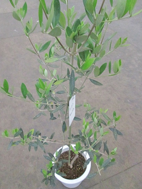 オリーブ 木 観葉植物 鉢植え 観葉植物 苗木 苗 花 観葉植物 販売 希少種 常緑樹 鉢植え 送料無料 ロシオーラ 南欧の樹木 限定 ブルーミンググレイスオリーブの木 ロシオーラ 観葉植物 販売 木 苗 苗木 鉢植え 常緑樹 南欧の樹木 希少種 送料無料