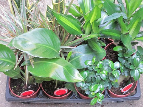 観葉植物セット 4号 1ケース ミニ観葉セット 12鉢入り とってもかわいいミニサイズの観葉植物です プラスチックの鉢にミニサイズの観葉植物が12鉢入っているのでいろいろな場所に飾れます Smtb S Educaps Com Br