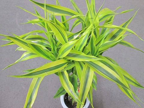 楽天市場 ラッキーバンブー 7号 ミリオンバンブー などと呼ばれる縁起のいい観葉植物 ギフトにオススメのインテリアグリーンです Smtb S ブルーミンググレイス