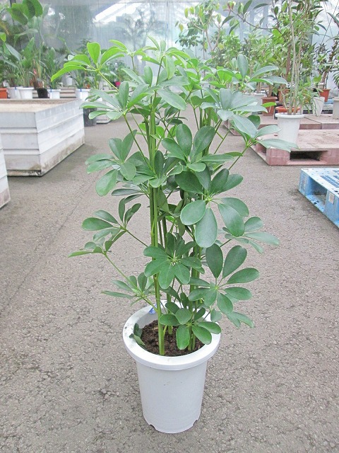 楽天市場】斑入り シェフレラ・ホンコン・カポック 7号 観葉植物