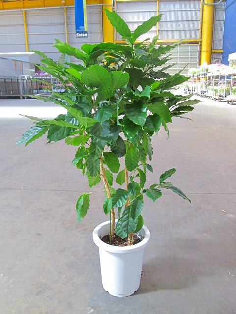 楽天市場 コーヒーの木 8号 深い緑色のツヤツヤした葉っぱが特徴の美しい観葉植物です きれいな緑がインテリアにもよく映え大変人気のありますので プレゼントや贈り物にも最適です ブルーミンググレイス