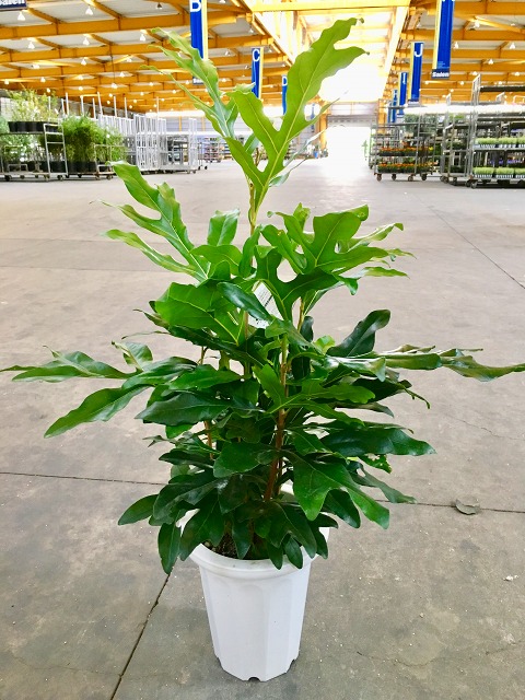 ステノカーパス 8号 観葉草木 シヌアツス ステノカルプス 大鉢 鉢植え 売りわたす 苗 若木 貨物輸送無料 室内装飾 差し上げ物 差し上げ物 お生まれ落ちる日 祝する日 開店祝賀会