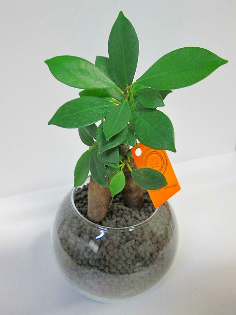 ハイドロカルチャー 観葉植物 ネオコール ブラック バブ12 ガジュマル 水耕栽培 お中元 お歳暮 母の日 プレゼント ギフト 敬老 インテリア プランツ 贈り物 誕生日 Marcsdesign Com