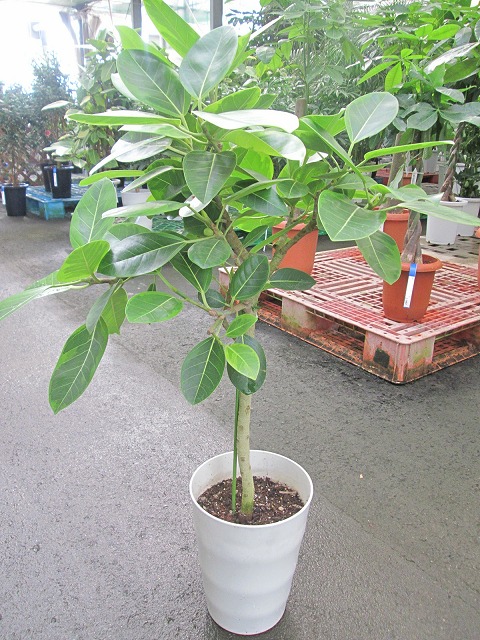 楽天市場】エクメア・ファッシアータ 5号鉢植え 送料無料 ピンク