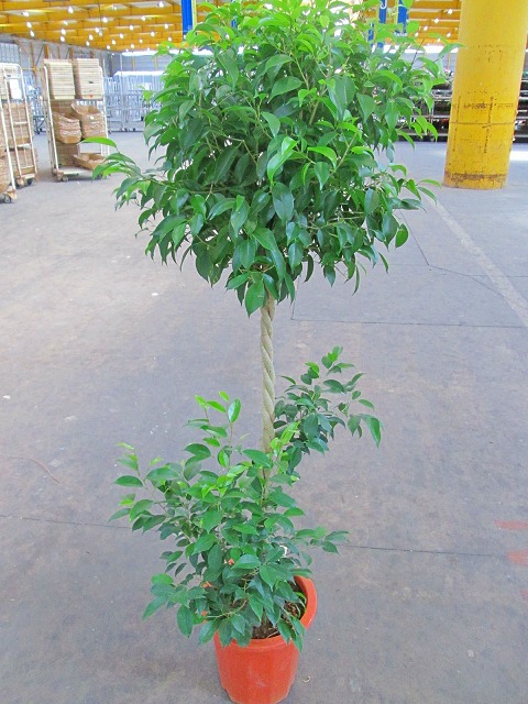 楽天市場】ベンジャミン シタシオン 斑入り スタンド仕立て 編み 5号