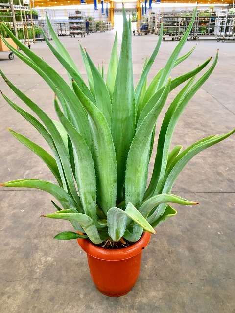 楽天市場】【現品】アガベ 吉祥天 10号鉢植え 直径約30cm【産直