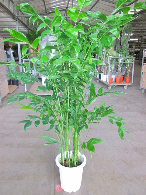 [大人気 本日発送 ] MQ7HPNA536T (MQ7HPNA536T)