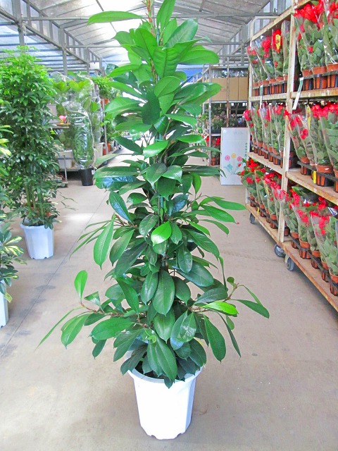 楽天市場】観葉植物 大型 フィカス・アメリカーナ・トレソー / 8