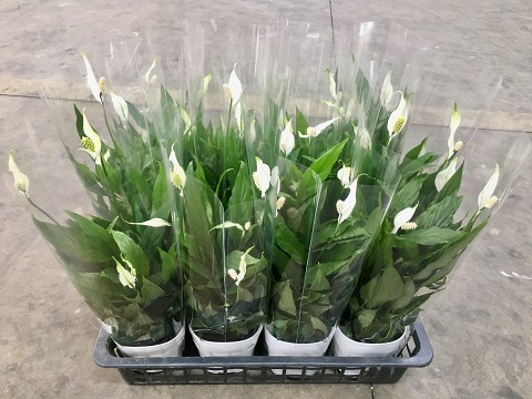 スパティフィラム 4号 12入り 観葉植物 12入り 鉢植え 花 観葉植物 販売 苗 苗木 スパティフィラム 送料無料 インテリア ケース販売 日 記念日 開店祝い スパティフィラム 4号 12入り 観葉植物 鉢植え 販売 苗 苗木 送料無料 インテリア ケース販売 日 記念日 開店祝い