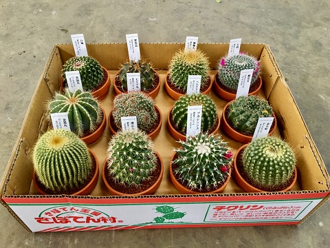ミニカクタス 素焼き鉢 12入り口・入口 1容れもの 3.5号 多肉植物 観葉草木 鉢植え 苗 お中元 お歳暮 母の日 差し上げ物 差し上げ物 敬老 室内装飾 プランツ 差し上げ物 生まれ落ちる日【smtb-s】