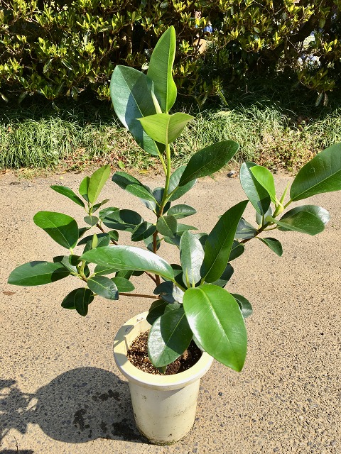 フランス予防医学 7サイズ フィカス ルビギノーサ 観葉植物 ゴムの樹木 売りわたす 苗 苗木 鉢植え 貨物輸送無料 Smtb S Foxunivers Com