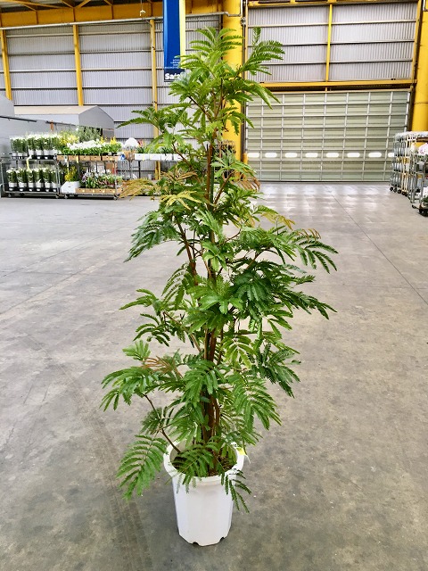 楽天市場 エバーフレッシュ 10号 ねむの木 観葉植物 インテリア 鉢植え スタイリッシュ 母の日 父の日 苗 株立 ギフト プレゼント 贈り物 グリーン Smtb S ブルーミンググレイス