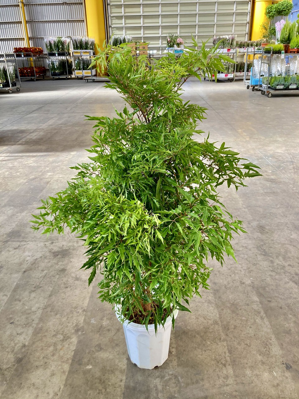 10号 送料無料 鉢植え 花 観葉植物 台湾モミジ 販売 観葉植物 贈り物 ギフト 記念日 10号 開店祝い お誕生日 インテリア インテリア 贈り物 もみじ 鉢植え 送料無料 もみじ タイワンモミジ ポリシャス ポリシャス 観葉植物 販売 台湾モミジ 観葉植物 タイワンモミジ