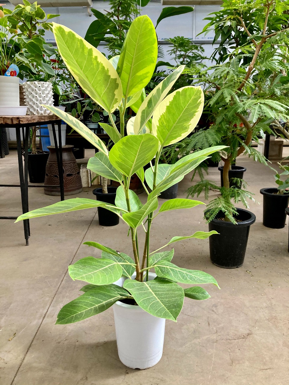 アルテシーマ 8号 観葉植物 鉢植え 苗 インテリア 贈り物 ギフト 鉢 鉢植え 母の日 お誕生日 記念日 開店祝い