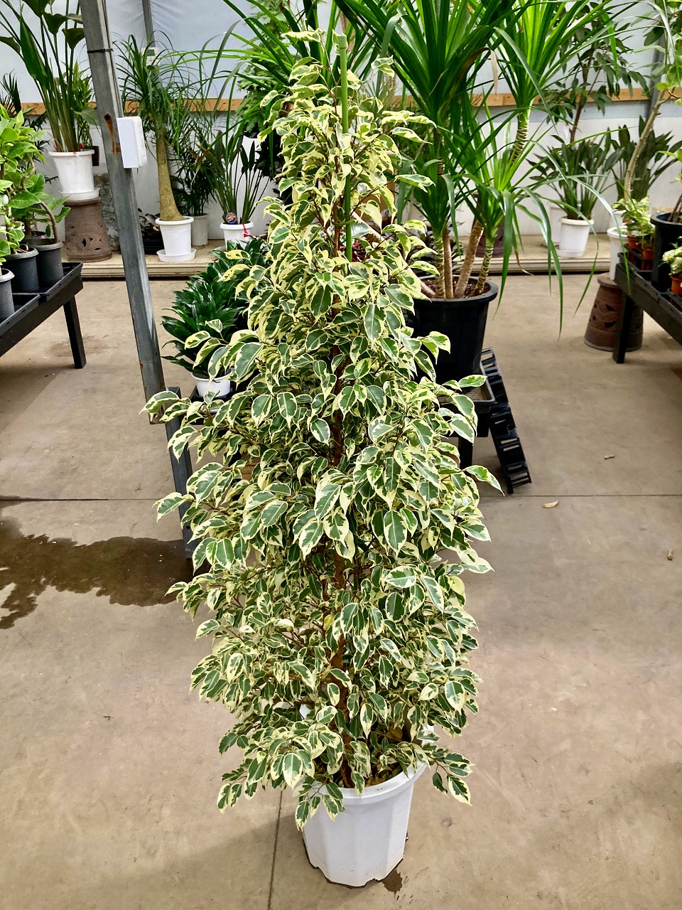 ベンジャミン 斑入り 10号数 観葉植物 鉢植え 商う 苗 若木 貨物輸送無料 調度品 お土産 頂き物 お生まれでる昼 メモリー日 開店祝事 Marchesoni Com Br