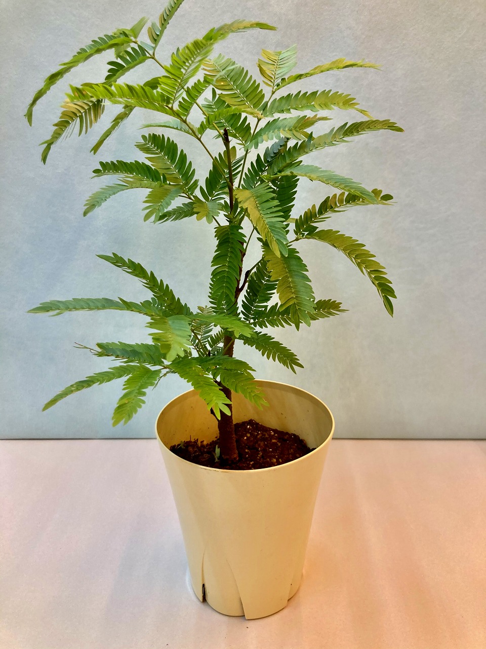 楽天市場】エバーフレッシュ 曲がり 7号 ねむの木 観葉植物 インテリア