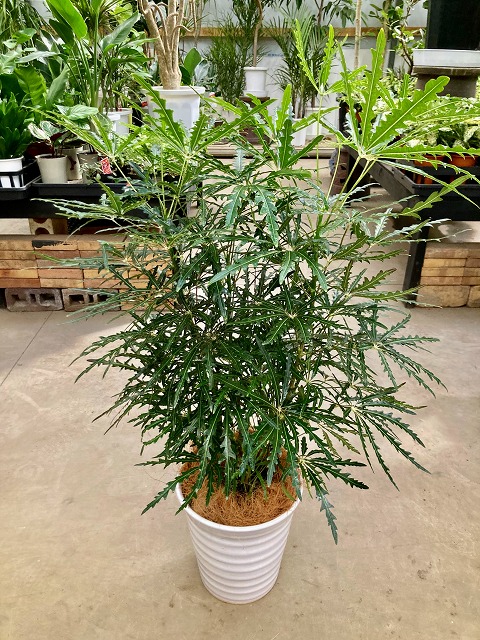 魅了 グリーンアラレア 8号 白陶器鉢 アラレア ディジゴセカ 観葉植物 鉢植え 販売 苗 苗木 インテリア 贈り物 ギフト お誕生日 記念日 Smtb S ブルーミンググレイス 日本最大級 Sicemingenieros Com