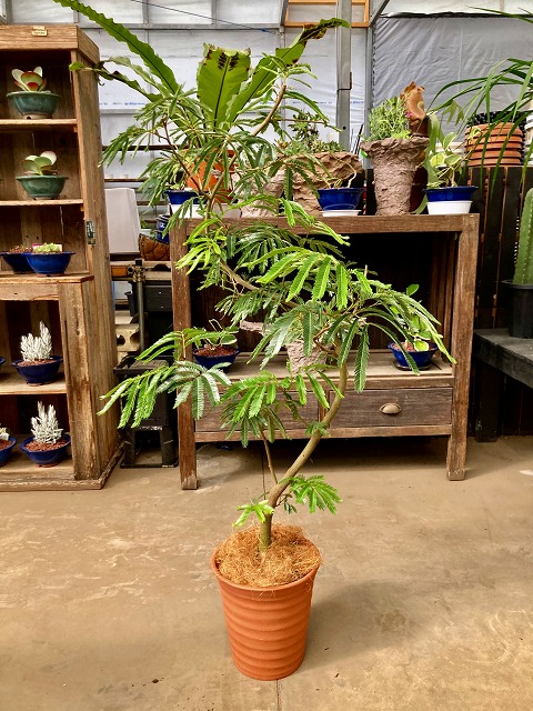 楽天市場】エバーフレッシュ 10号 ねむの木 観葉植物 インテリア