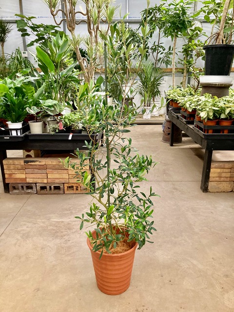 オリーブの木　ひなかぜ　8号　約110cm　K-228　現品掲載 楽天市場】オリーブの木 ひなかぜ HINAKAZE 8号鉢（8寸鉢