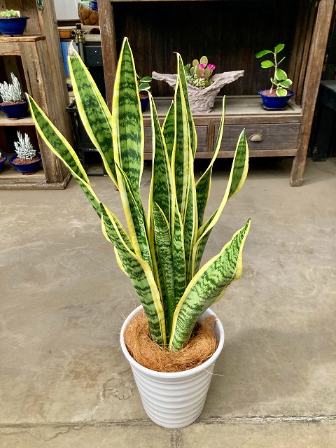 正規激安 サンセベリア サンスベリア 8号 白陶器鉢 マイナスイオン 観葉植物 インテリア 空気清浄 サンス 虎の尾 トラノオ Smtb S 最安値挑戦 Sicemingenieros Com