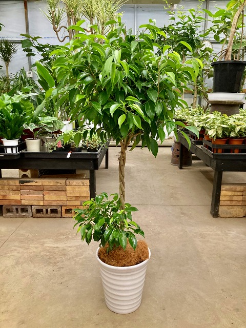 スタンド 送料無料 鉢植え 贈り物 鉢植え ベンジャミンゴム シダレガジュマル お誕生日 開店祝い 記念日 スタンド インテリア 鉢植え シダレガジュマル ベンジャミナ ベンジャミナ ベンジャミン 販売 ベンジャミン 記念日 白陶器鉢 観葉植物 観葉植物 販売 ベンジャミン