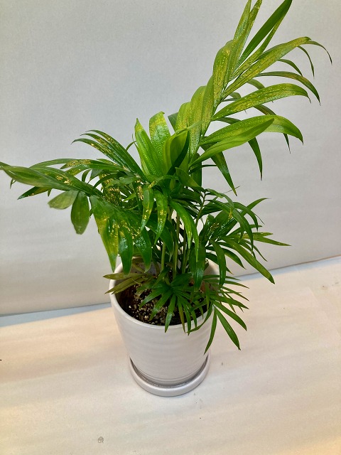 チャメドレア 白陶器鉢 4号 テーブルヤシ ヤシ 観葉植物 ミニ観葉 インテリア 贈り物 ギフト 母の日 誕生日 記念日 開店祝い 鉢 Educaps Com Br