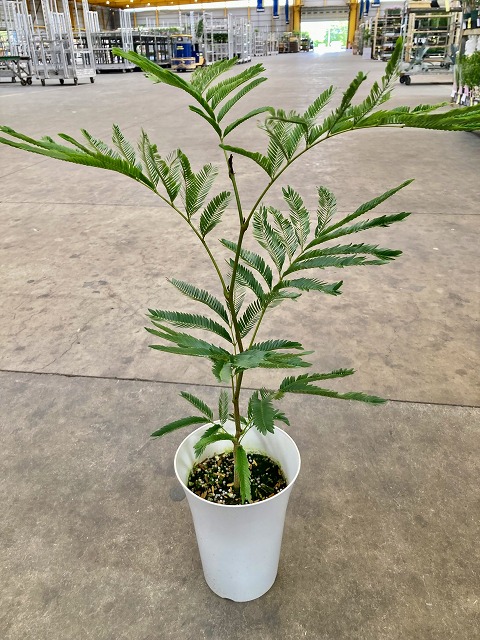 エバーフレッシュ 6号数 ねむの木 観葉植物 調度品 鉢植え 小意気 母君の年代 お父っつぁんの日 苗 株立 贈りもの 贈物 戴物 緑色 Smtb S Hotjobsafrica Org