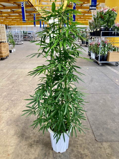 アンガスティ フォリア 10号 観葉草木 シェフレラ ホンコン 鉢植え 売りわたす 苗 若木 貨物輸送無料 室内装飾 差し上げ物 差し上げ物 お生まれ落ちる日 祝する日 開店祝賀会