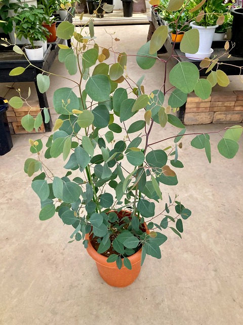 ８号 鉢植え 通販 ブルーミンググレイス 苗 Smtb S アロマ 販売 ユーカリ 苗木 観葉植物 ポポラス 苗木 送料無料 苗 ポポラス 販売 ユーカリ ８号 通販 送料無料 鉢植え 苗 ユーカリの木 ユーカリの木 通販 販売 アロマ