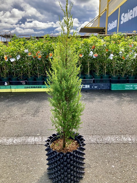 楽天市場 ゴールドコーン 8号 コニファー 観葉植物 インテリア 鉢植え スタイリッシュ 母の日 父の日 苗 株立 ギフト プレゼント 贈り物 グリーン ブルーミンググレイス 楽天市場 ゴールドコーン 8号 コニファー 観葉植物 インテリア 鉢植え スタイリッシュ 母の日 父の日 苗 株立 ギフト プレゼント 贈り物 グリーン ブルーミンググレイス
