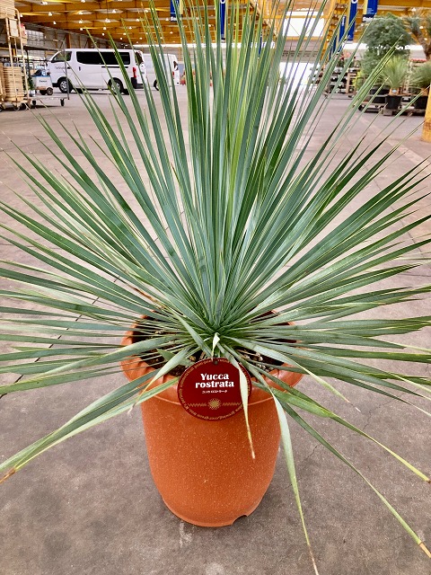 ロストラータ　引取り限定 引き取り限定】ロストラータ おまけ付き 【公式通販】