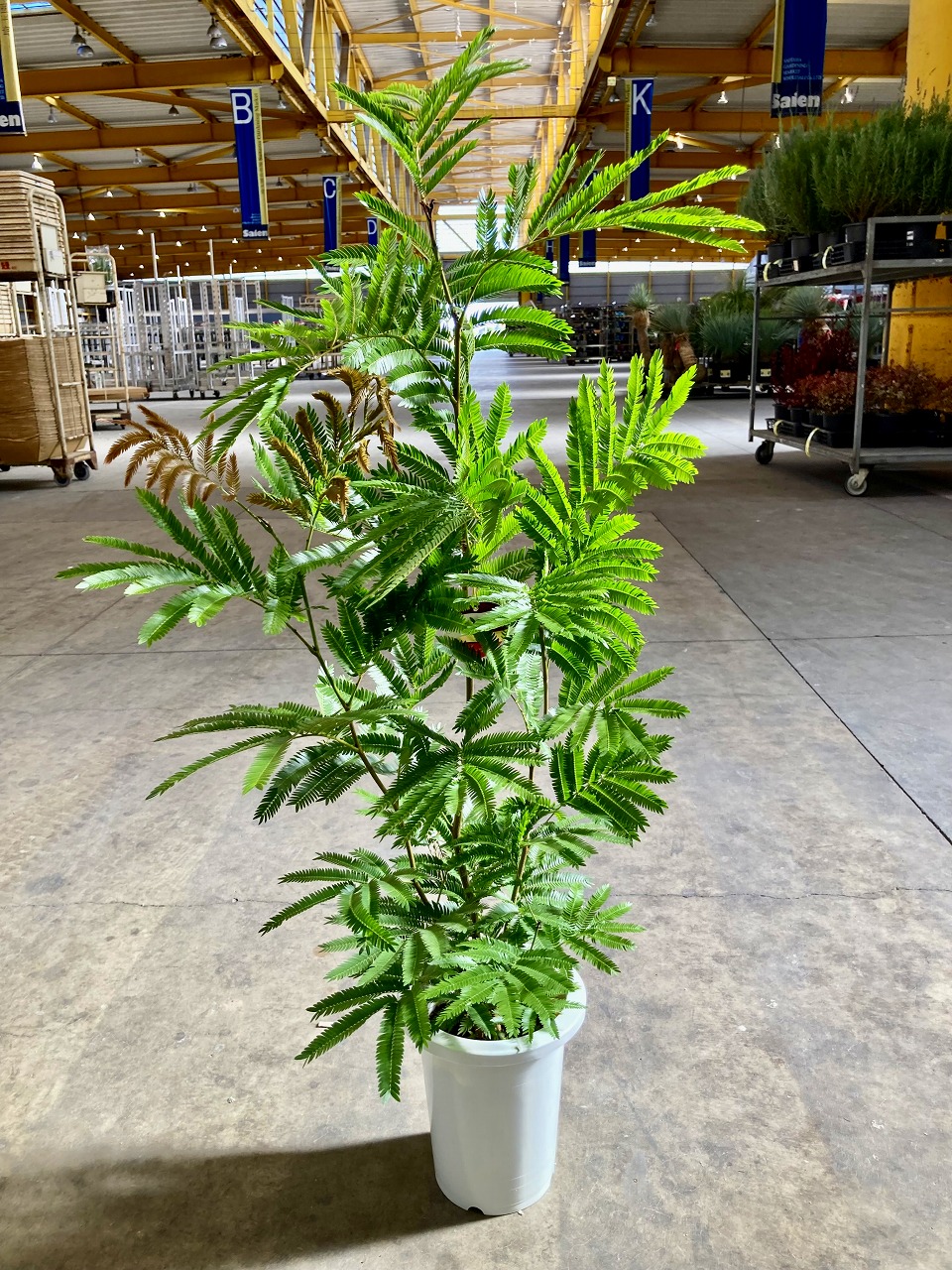 楽天市場】エバーフレッシュ 曲がり 7号 ねむの木 観葉植物