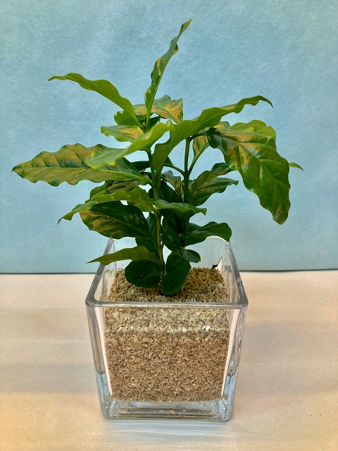 正規品 ポトス ゴールド ハイミニ苗 3号 9f 観葉植物 ハイドロカルチャー 水耕栽培 インテリアグリーン