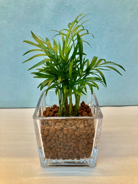 ココヤシ 椰子の実 ヤシの実 7寸 観葉植物 ココヤシ 7号 ヤシの木 観葉植物 ヤシの実 ヤシノミ 送料無料