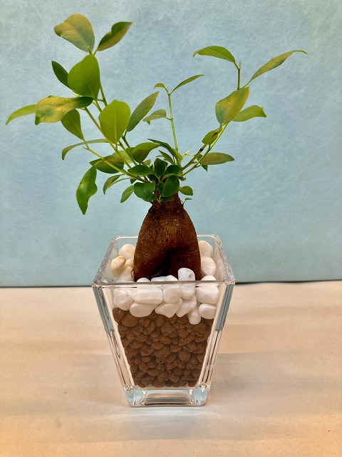 594円 人気新品入荷 ハイドロカルチャー 観葉植物 ネオコール ホワイト バブ10 ガジュマル 水耕