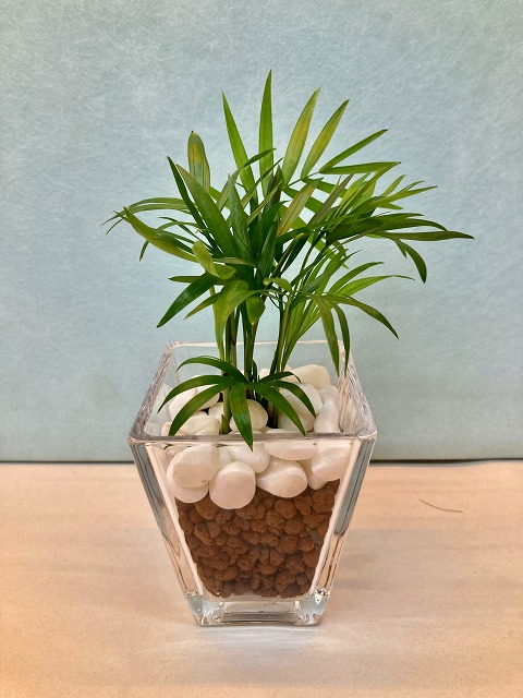 独創的 ハイドロカルチャー 観葉植物 サンゴ砂 バブ10 テーブルヤシ 水耕栽培 お中元 お歳暮 母の日 プレゼント ギフト 敬老 インテリア プランツ 贈り物 誕生日 Rmladv Com Br 独創的 ハイドロカルチャー 観葉植物 サンゴ砂 バブ10 テーブルヤシ 水耕栽培 お中元 お歳暮 母の日 プレゼント ギフト 敬老 インテリア プランツ 贈り物 誕生日 Rmladv Com Br