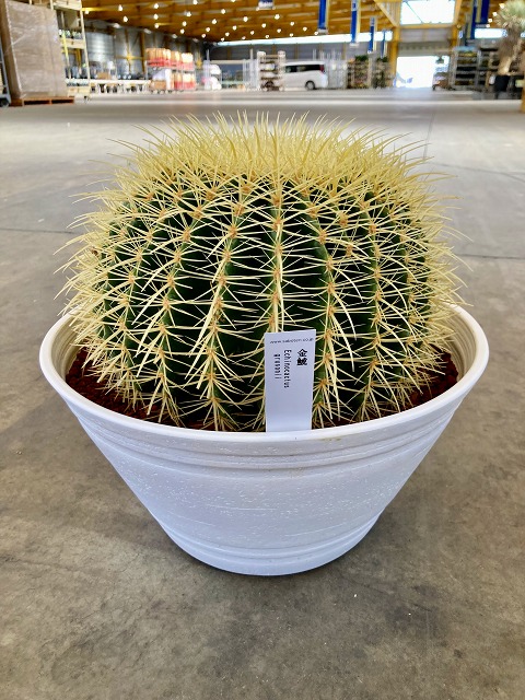 楽天市場】【現品・現物】【送料無料（対象外地域あり）】超大型