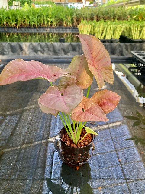 正規品 ポトス ゴールド ハイミニ苗 3号 9f 観葉植物 ハイドロカルチャー 水耕栽培 インテリアグリーン