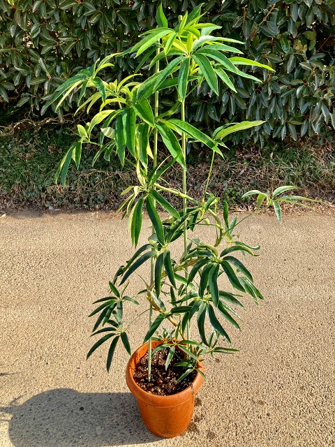 アガベ アンガスティフォリア斑入り フェニックス 大株 サルミアナ アンガスティフォリア | つべるふブログ 多肉生活 2021〜