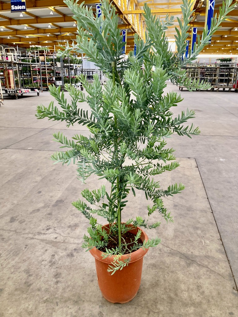 楽天市場】アカシア（ミモザ） 5号 プラスチック鉢 1鉢 ミモザ