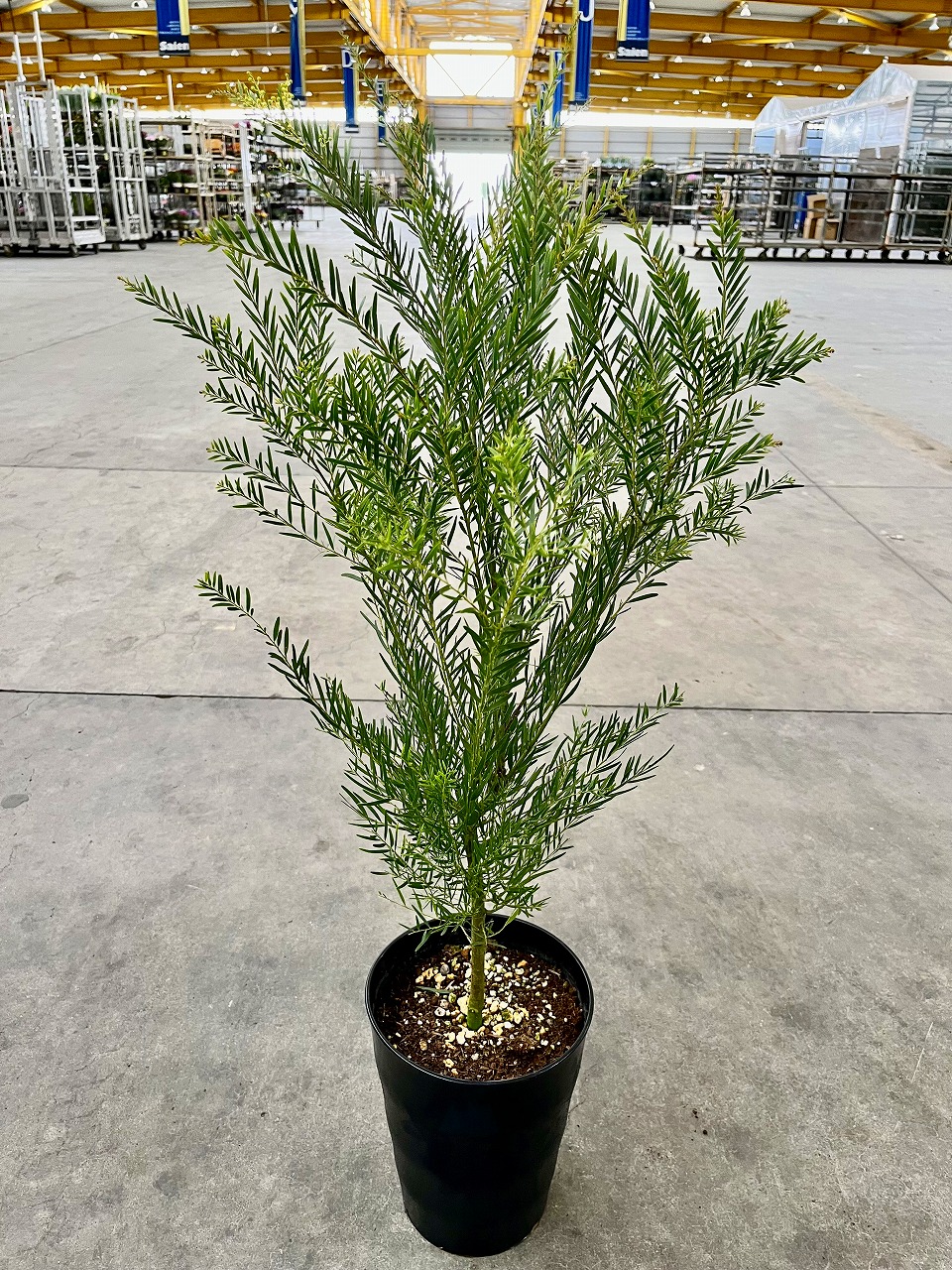 楽天市場】アカシア ブルーブッシュ 8号 マメ科 観葉植物