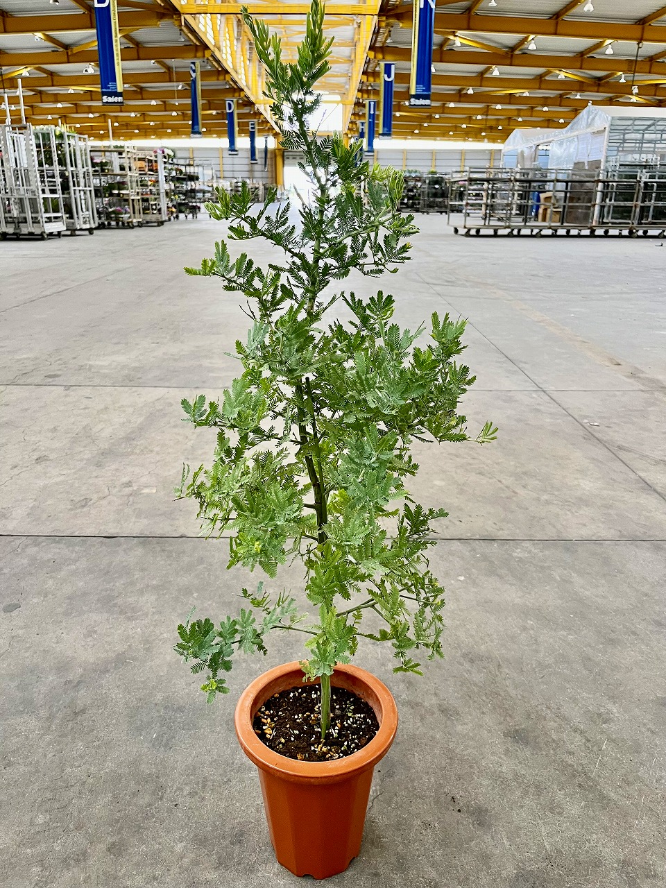 楽天市場】アカシア ブルーブッシュ 8号 マメ科 観葉植物